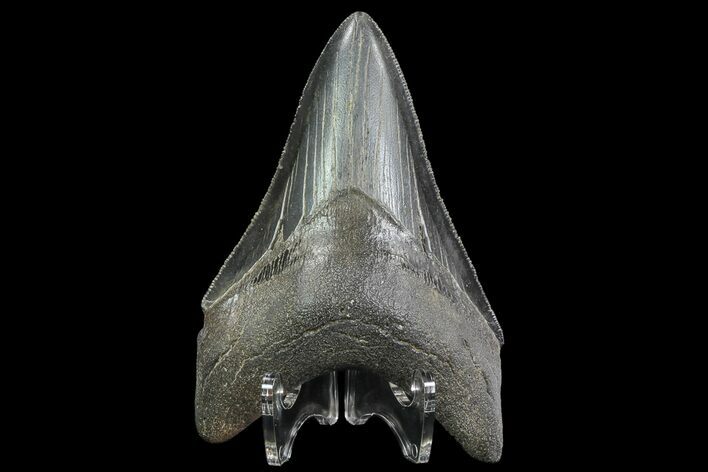 Serrated, Lower Megalodon Tooth - Georgia #76503